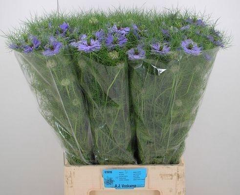 <h4>NIGE D PURPLE RAIN</h4>