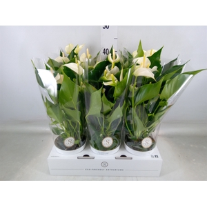 Anthurium andr. 'White Champion'