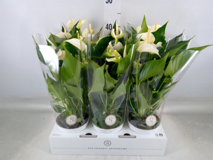 <h4>Anthurium andr. 'White Champion'</h4>