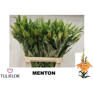 LI LA MENTON