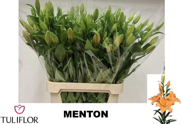 <h4>LI LA MENTON</h4>