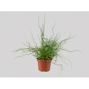 JUNCUS SPIRALIS P15