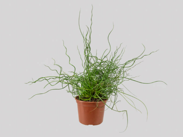 <h4>JUNCUS SPIRALIS P15</h4>