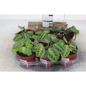 MARANTA LEUCONEURA FASCIATA P12