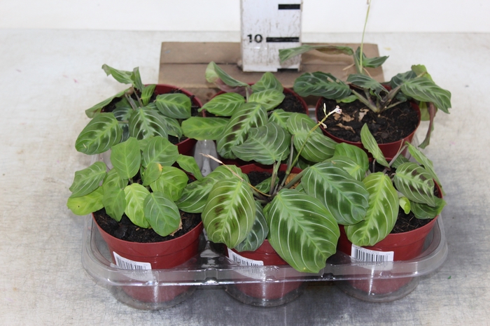 MARANTA LEUCONEURA FASCIATA P12