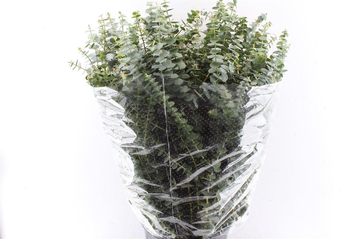 <h4>Euca Baby Blue 300 Gram Extra</h4>