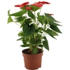 Anthurium Jambo Red in transparant sleeve