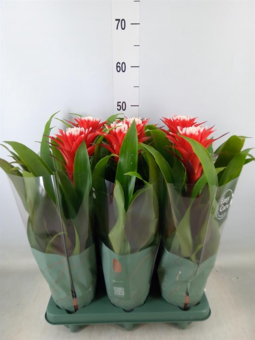 <h4>Guzmania  'Hope'</h4>