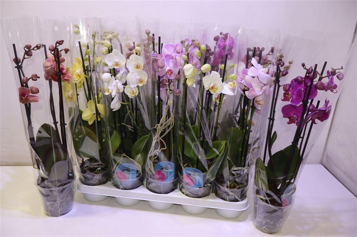 <h4>arr8 Phal Gem</h4>