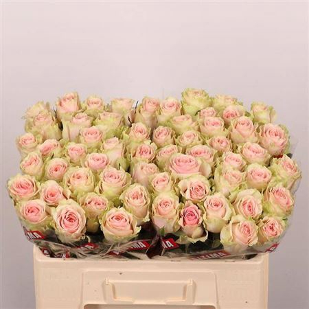 <h4>Rosa a grande fleur Frutteto</h4>