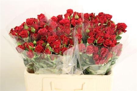 <h4>R Tr Mirabel</h4>