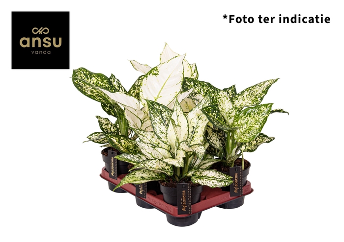 <h4>Aglaonema Gemengd White</h4>