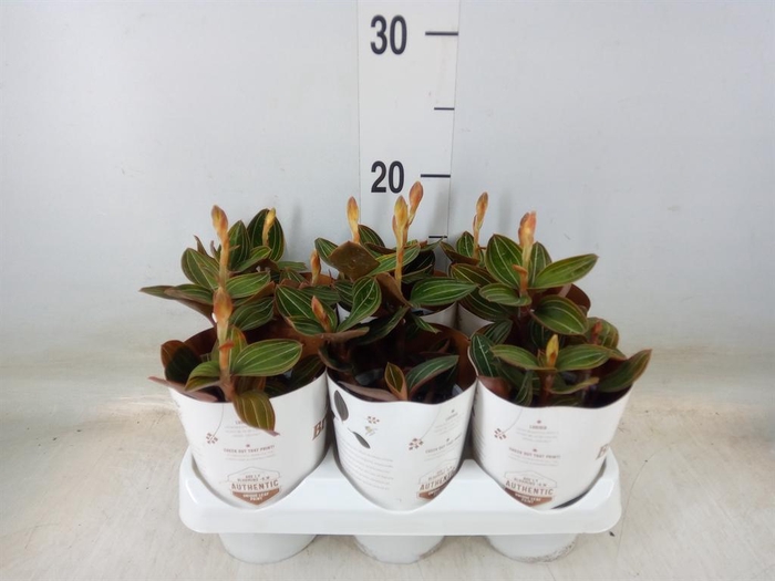 <h4>Ludisia discolor</h4>