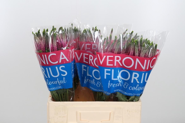 <h4>Veron Smart Artist</h4>