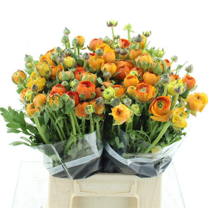 <h4>Ran El Orange Extra</h4>