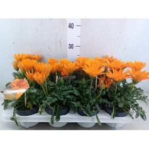 Gazania splen. 'Giant Deep Orange'