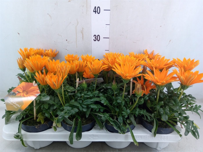 <h4>Gazania splen. 'Giant Deep Orange'</h4>