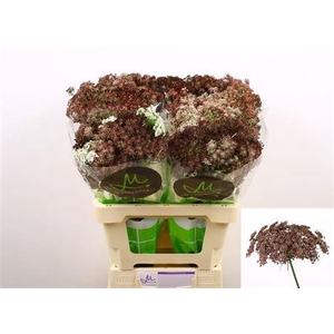 Daucus Carota Dara