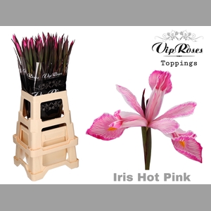 IRIS HOT PINK