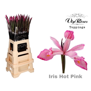 Iris Vip Hot Pink