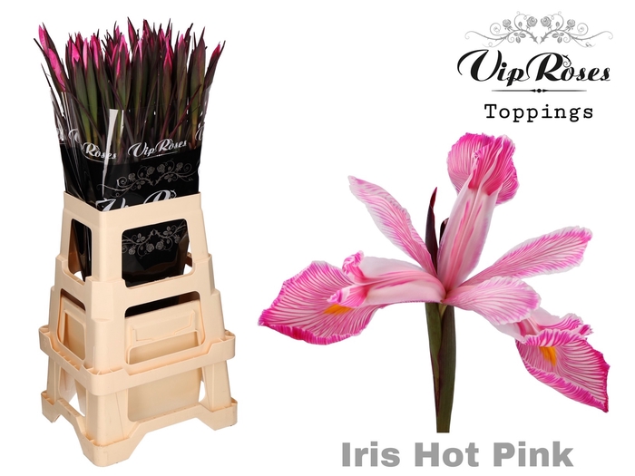 <h4>Iris Vip Hot Pink</h4>