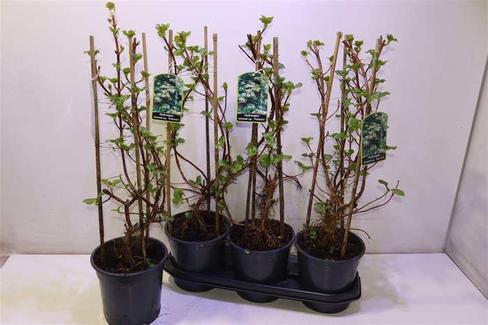 <h4>Hydr Petiolaris</h4>