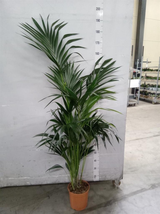 <h4>Howea forsteriana</h4>