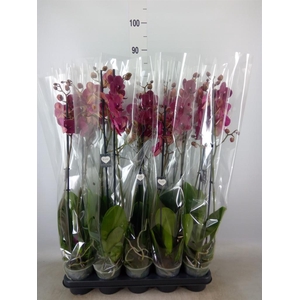 Phalaenopsis  'Ant Montreux'