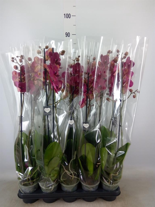 <h4>Phalaenopsis  'Ant Montreux'</h4>