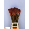 Kniphofia Alcazar Biemans