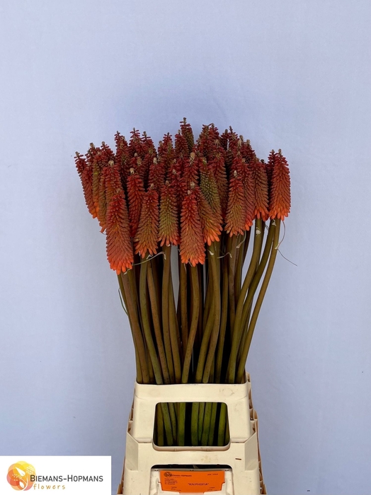 <h4>Kniphofia Alcazar Biemans</h4>