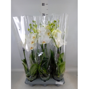 Phalaenopsis   ...white