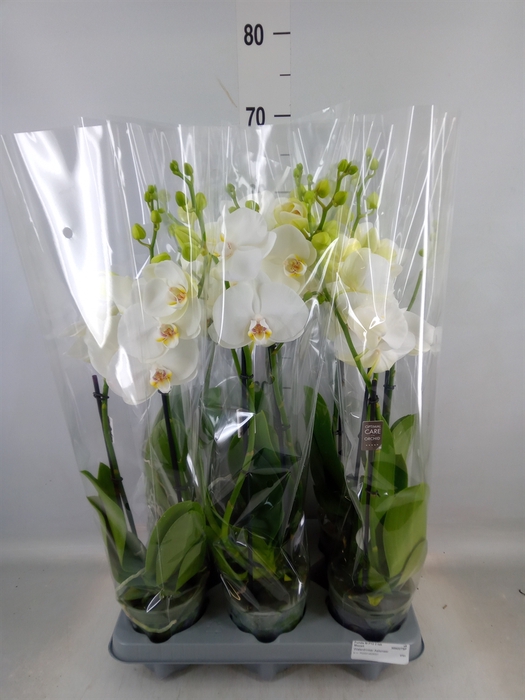<h4>Phalaenopsis   ...white</h4>