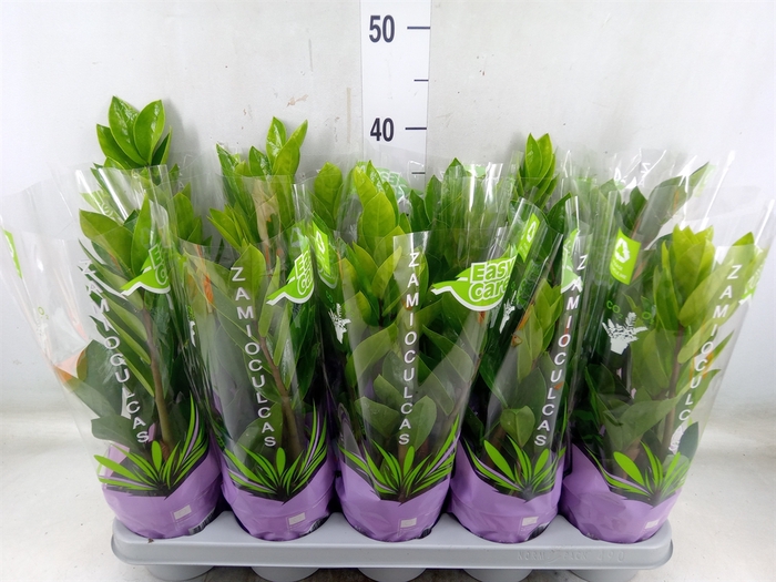 <h4>Zamioculcas zamiifolia</h4>
