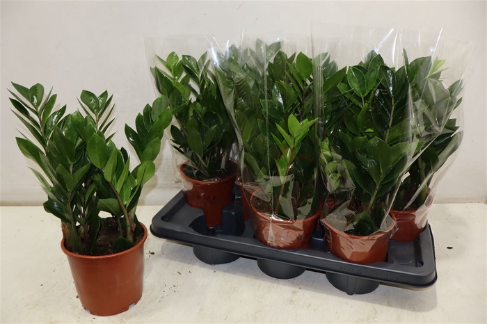 <h4>Zamio Zamiifolia</h4>