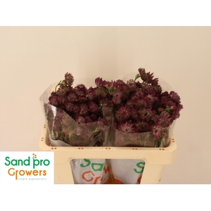 ASTR MAG DIAMONDS RD