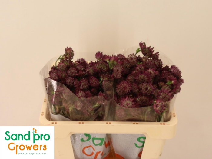 <h4>ASTR MAG DIAMONDS RD</h4>