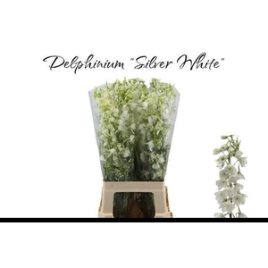 DELPH EN BE AN WHITE