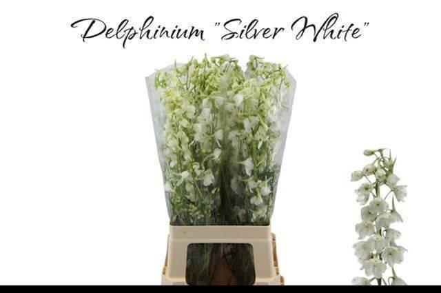 <h4>DELPH EN BE AN WHITE</h4>
