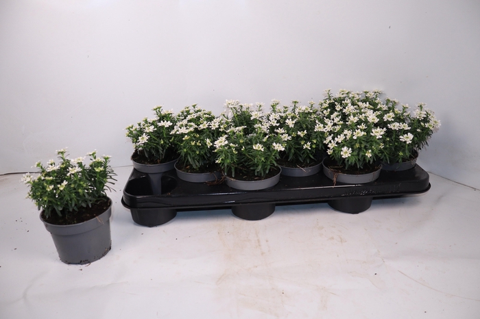 <h4>IBER SEMPERVIRENS</h4>