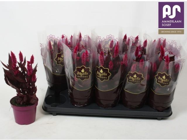 <h4>CEL MYSTIC SHADES</h4>