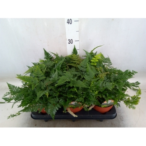 Humata tyermannii