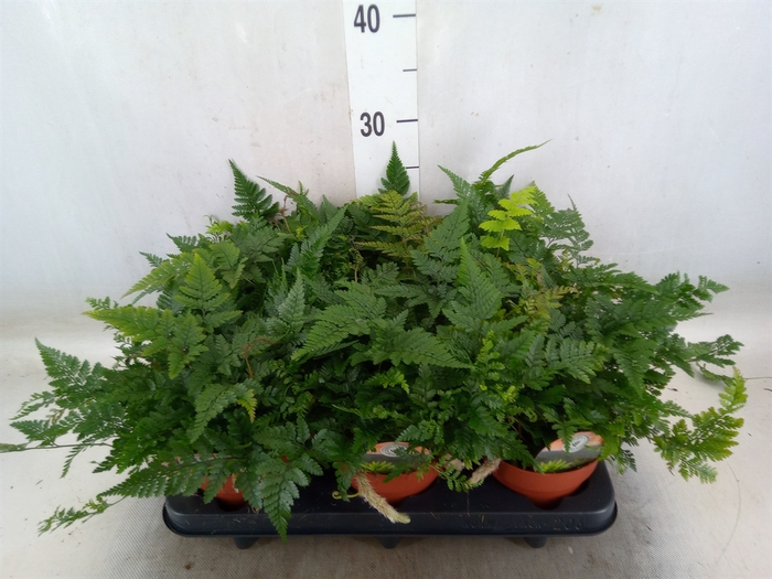 <h4>Humata tyermannii</h4>