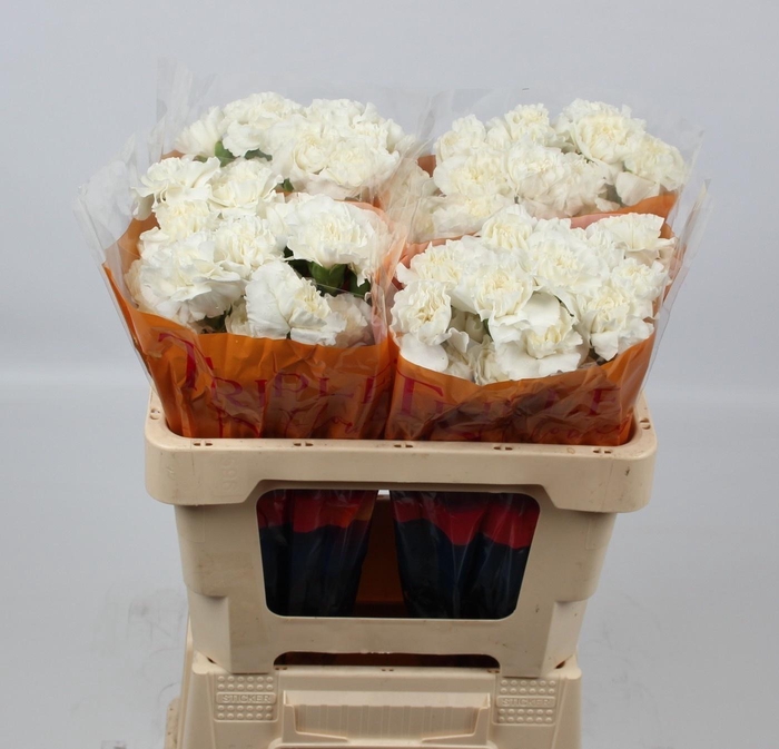 <h4>DI ST EVEREST</h4>