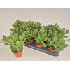 CRASS OVATA