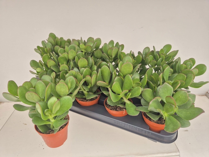 CRASS OVATA
