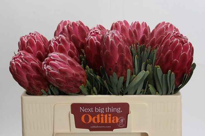 <h4>Protea Venus</h4>