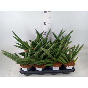 Sansevieria cyl.  ...
