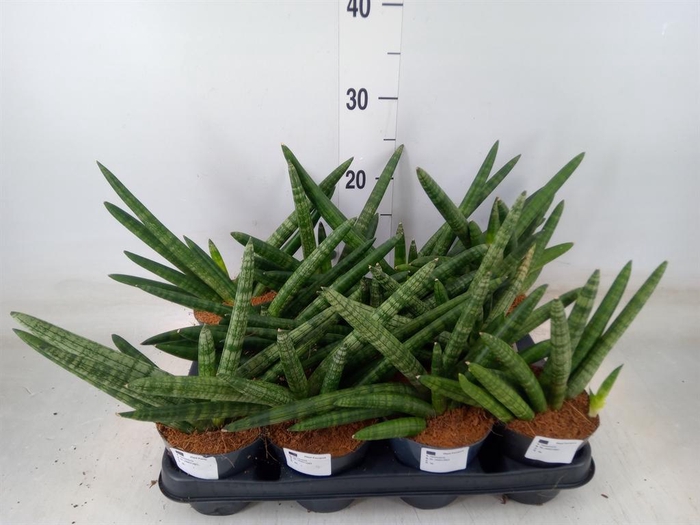 <h4>Sansevieria cyl.  ...</h4>