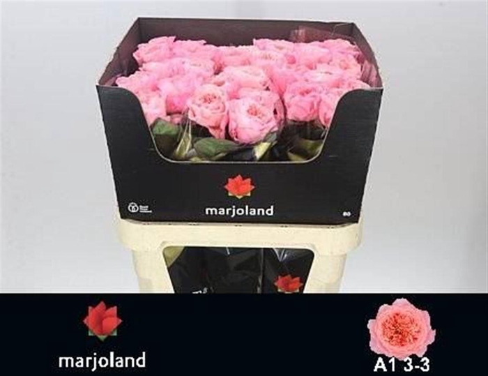 <h4>R Gr Mayfield!</h4>